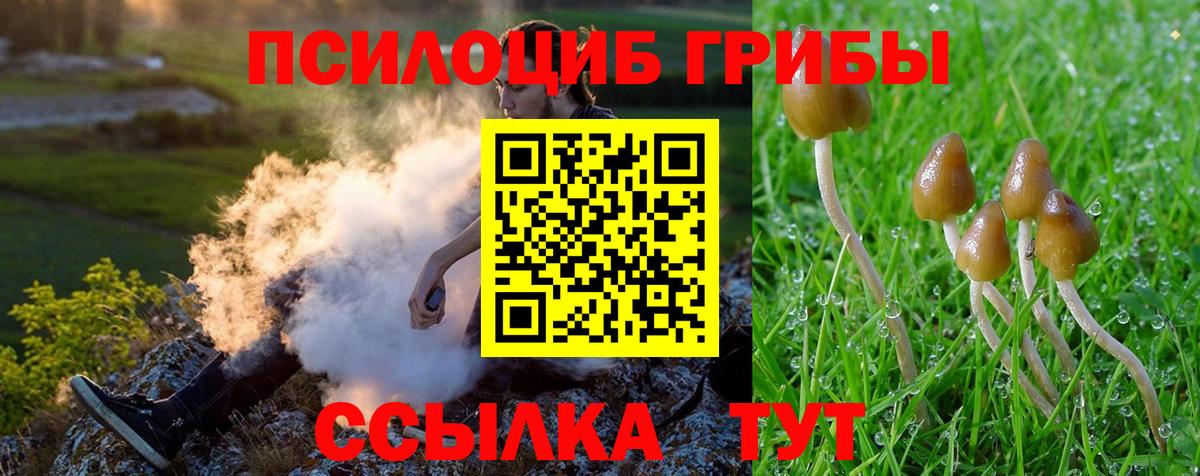Псилоцибиновые грибы Psilocybe Богородицк